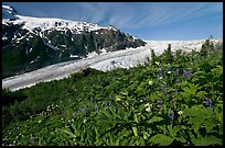 Wildflowers at Marmot Meadows, and Exit Glacier. Kenai Fjords National Park, Alaska, USA.