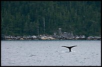 Whale fluke and forest, Aialik Bay. Kenai Fjords National Park, Alaska, USA.
