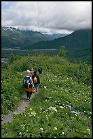 Hiking surrounded by wildflowers on Harding Icefield trail. Kenai Fjords National Park, Alaska, USA. (color)