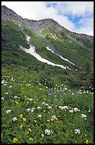 Hills and verdant alpine meadows, seen from Harding Icefield trail. Kenai Fjords National Park, Alaska, USA. (color)