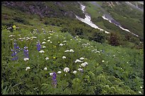 Lupine and white flowers, and neve, Marmot Meadows. Kenai Fjords National Park, Alaska, USA.