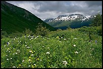 Wildflowers in Marmot Meadows and Resurection Mountains. Kenai Fjords National Park, Alaska, USA.