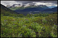 Dwarf Lupine and cloudy Resurection Mountains. Kenai Fjords National Park, Alaska, USA.