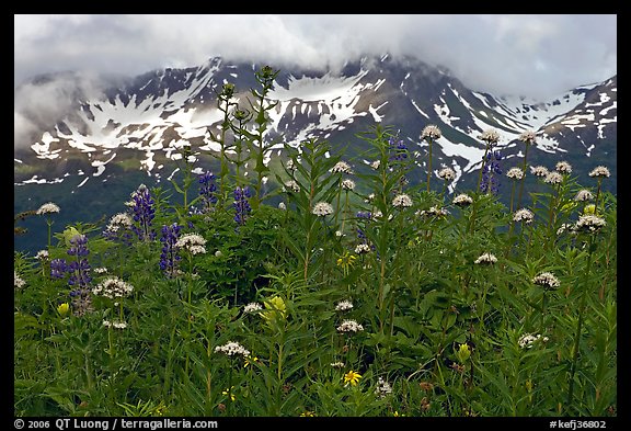 Flowers and peaks, Marmot Meadows. Kenai Fjords National Park, Alaska, USA.