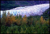 Trees and exit glacier, fall. Kenai Fjords National Park, Alaska, USA.