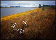 Caribou antlers, tundra in autumn color, and Kobuk River. Kobuk Valley National Park ( color)