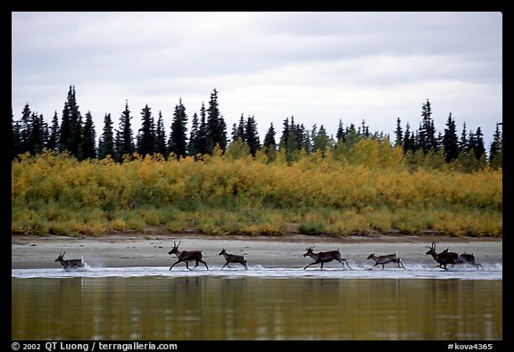 Caribou crossing the Kobuk River during their fall migration. Kobuk Valley National Park, Alaska, USA.
