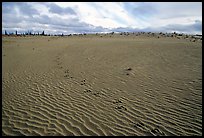Caribou tracks and ripples in the Great Sand Dunes. Kobuk Valley National Park, Alaska, USA. (color)