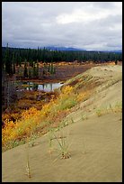 The edge of the Great Sand Dunes with the boreal taiga. Kobuk Valley National Park ( color)