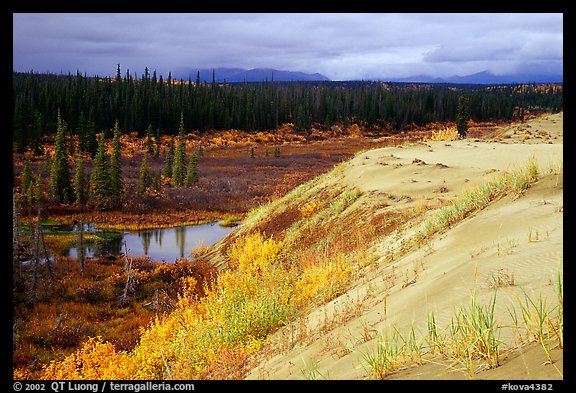 Edge of the Great Sand Dunes with tundra and taiga below. Kobuk Valley National Park (color)