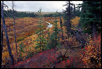 Autumn colors on boreal forest, Kavet Creek. Kobuk Valley National Park ( color)