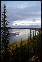 Boreal trees and bend of the Kobuk River, evening. Kobuk Valley National Park, Alaska, USA. (color)