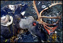Dead caribou head discarded by hunters. Kobuk Valley National Park ( color)