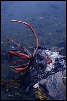 Dead caribou heads discarded by hunters. Kobuk Valley National Park, Alaska, USA.