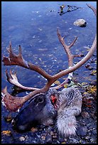 Dead caribou head discarded by hunters. Kobuk Valley National Park, Alaska, USA. (color)