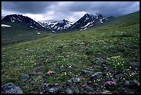 Green valley with alpine wildflowers and snow-clad peaks. Lake Clark National Park, Alaska, USA.