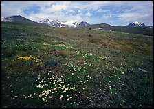 Green tundra slopes with alpine wildflowers and mountains. Lake Clark National Park, Alaska, USA.