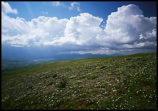 Tundra, wildflowers, and puffy white storm clouds. Lake Clark National Park ( color)
