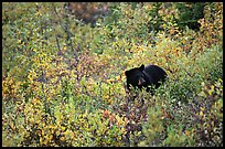 Black bear amongst brush in autumn color. Wrangell-St Elias National Park ( color)