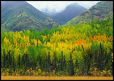 Mountain sloppes with aspens in different stages of autumn colors. Wrangell-St Elias National Park, Alaska, USA.