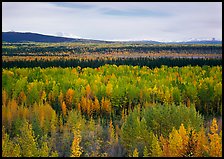 Flat valley with aspen trees in fall colors. Wrangell-St Elias National Park, Alaska, USA.