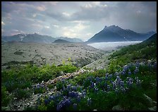 Lupine, Root Glacier, Mt Donohoe. Wrangell-St Elias National Park, Alaska, USA. (color)