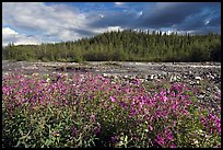 Fireweed along river. Wrangell-St Elias National Park ( color)