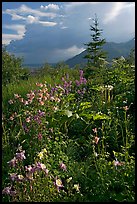 Variety of wildflowers near Kennicott. Wrangell-St Elias National Park, Alaska, USA. (color)