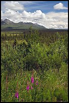 Fireweed, tundra, and Mentasta Mountains. Wrangell-St Elias National Park, Alaska, USA. (color)