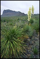 Yucas in bloom. Big Bend National Park, Texas, USA. (color)