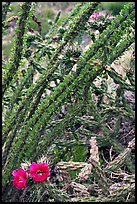 Occatillo and beavertail cactus in bloom. Big Bend National Park, Texas, USA. (color)