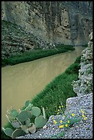 Flowers, cactus, and Rio Grande in Santa Elena Canyon. Big Bend National Park, Texas, USA.