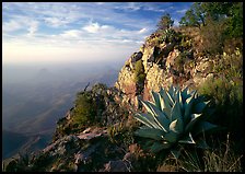 Agave and cliff, South Rim, morning. Big Bend National Park, Texas, USA. (color)