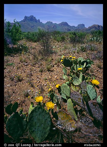 Cactus with yellow blooms and Chisos Mountains. Big Bend National Park (color)