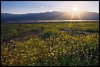 Desert wildflowers and sun, late afternoon. Death Valley National Park ( color)