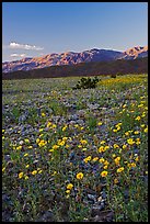 Desert blooms and distant mountains, sunset. Death Valley National Park ( color)