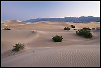 Sand dunes and mesquite bushes, dawn. Death Valley National Park, California, USA.