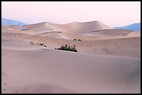 Mesquite sand dunes at dawn. Death Valley National Park, California, USA.