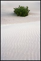 Mesquite bush and sand ripples, dawn. Death Valley National Park, California, USA.