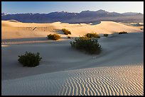 Sand dunes and mesquite bushes, sunrise. Death Valley National Park, California, USA. (color)