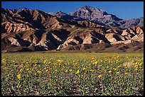Desert Gold blooming on flats bellow the Armagosa Mountains, late afternoon. Death Valley National Park, California, USA. (color)