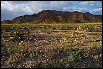 Wildflowers and Black Mountains below Jubilee Pass, late afternoon. Death Valley National Park ( color)