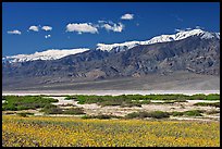 Yellow blooms, creek, and Panamint Range, morning. Death Valley National Park, California, USA. (color)