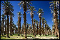 Palm trees in Furnace Creek Oasis. Death Valley National Park, California, USA.