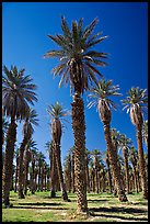 Date Palms in Furnace Creek Oasis. Death Valley National Park ( color)