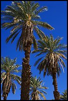 Date palm trees in Furnace Creek Oasis. Death Valley National Park ( color)