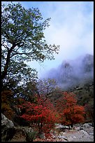 Autumn colors, wash, and clearing clouds, Pine Spring Canyon. Guadalupe Mountains National Park, Texas, USA.