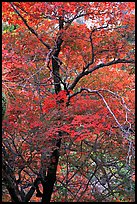 Tree with autumn foliage, Pine Spring Canyon. Guadalupe Mountains National Park, Texas, USA. (color)
