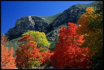 Trees in autumn foliage and cliffs,McKittrick Canyon. Guadalupe Mountains National Park, Texas, USA. (color)