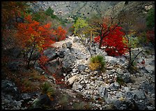 Sotol and Autumn colors in Pine Spring Canyon. Guadalupe Mountains National Park ( color)